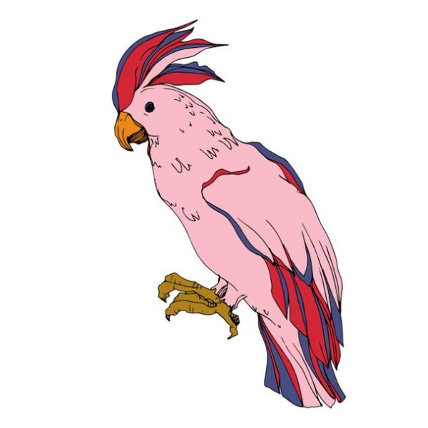 Графическое изображение Какаду