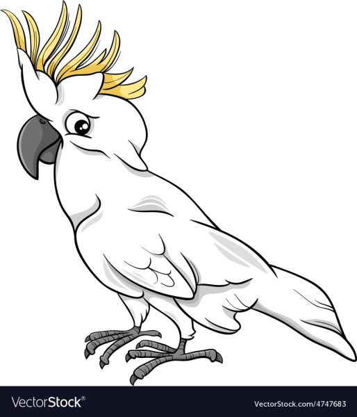 Девочка и Какаду рисунок