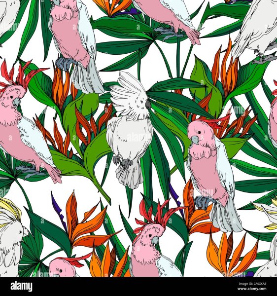 Какаду Графика