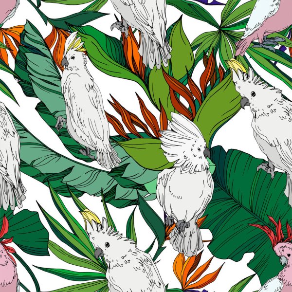 Черно белый Какаду