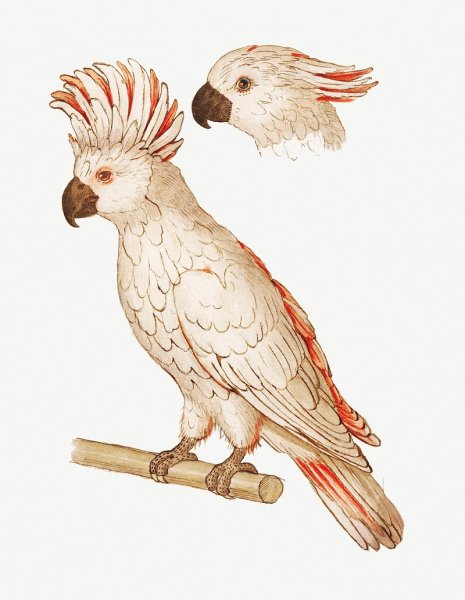 Попугай Какаду аппликация