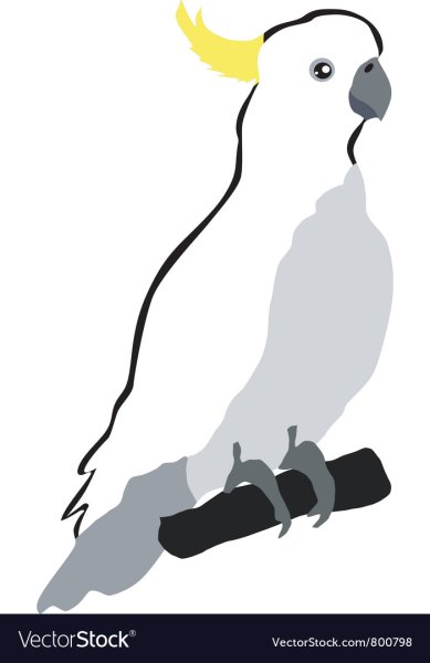 Какаду вектор черно белый