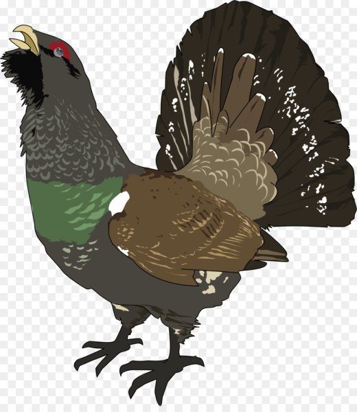 Глухарь на прозрачном фоне