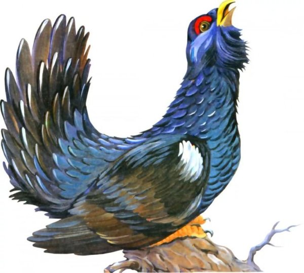 Глухарь на белом фоне