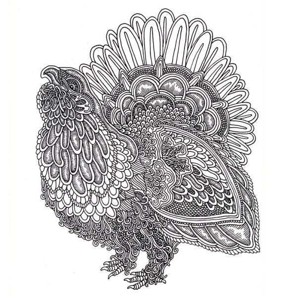 Глухарь Графика