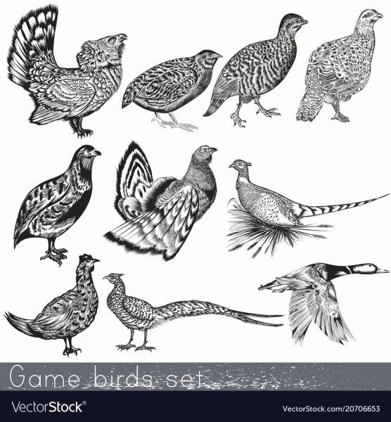 Изображение перепела в графике