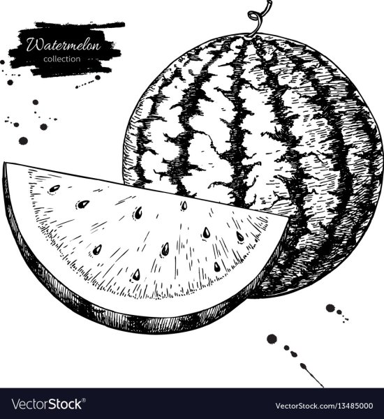 Арбуз вектор