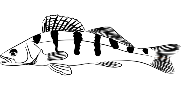 Окунь раскраска