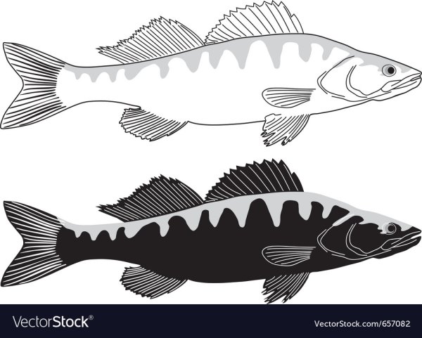 Рыба Судак вектор