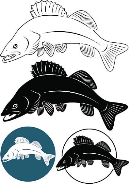 Судак силуэт