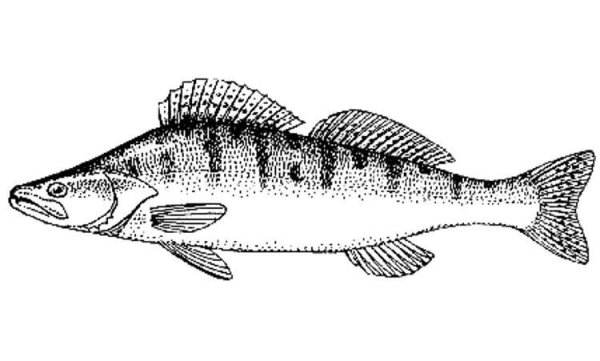 Судак рисунок