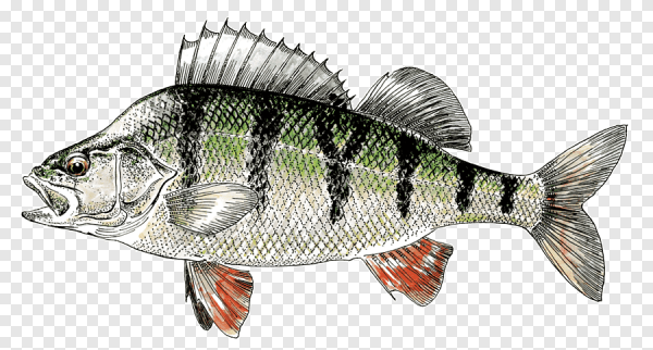 Рыба окунь на белом фоне