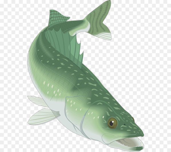 Рыба щука вектор