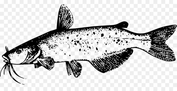 Сом черно белый