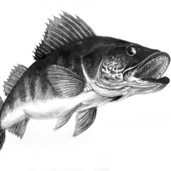 Окунь карандашом