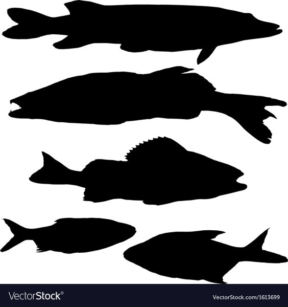 Очертания щуки