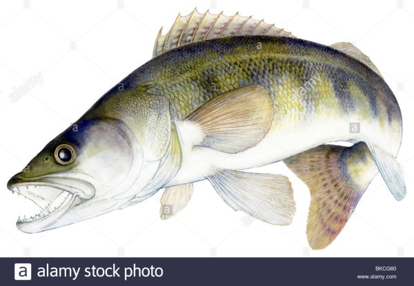 Судак на белом фоне