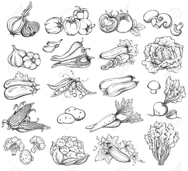 Овощи эскиз