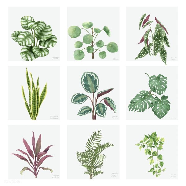 Декоративное рисование растения