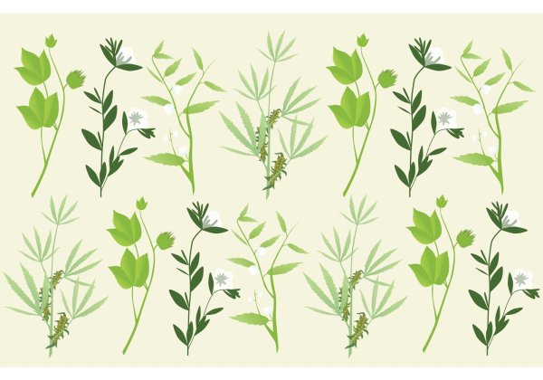 Лекарственные травы вектор