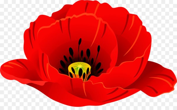 Маки вектор