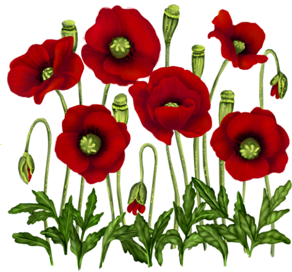 Маки клипарт