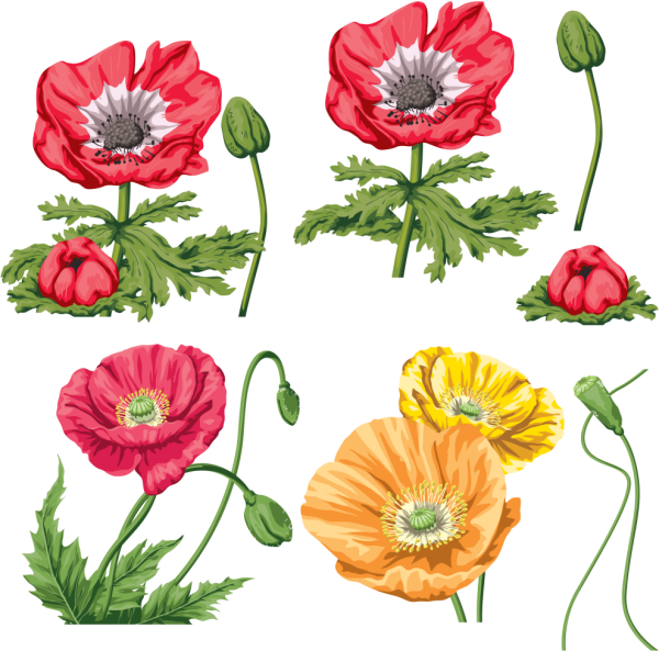 Мак цветок вектор