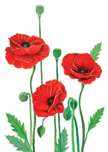 Мак для детей