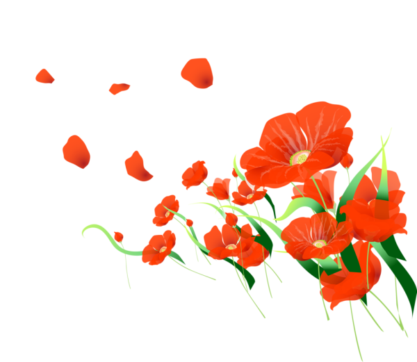 Красные маки на прозрачном фоне