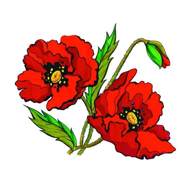 Мак цветок
