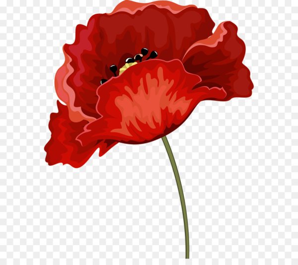 Маки на белом фоне