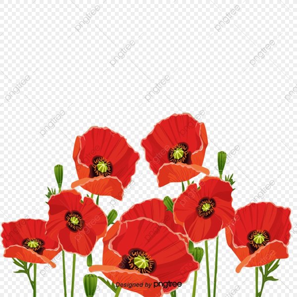 Букет из маков вектор