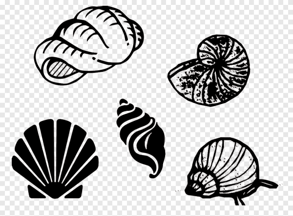 Ракушки паттерн