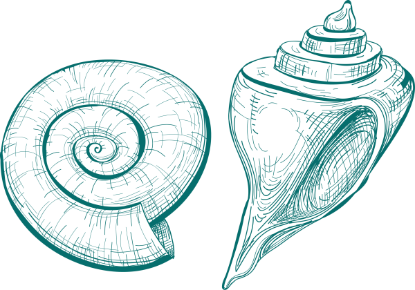 Векторная Ракушка