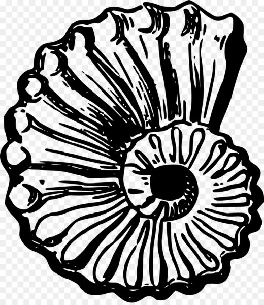 Ракушка черно белая