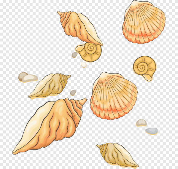 Векторная Ракушка