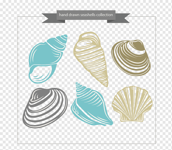 Силуэт морских ракушек