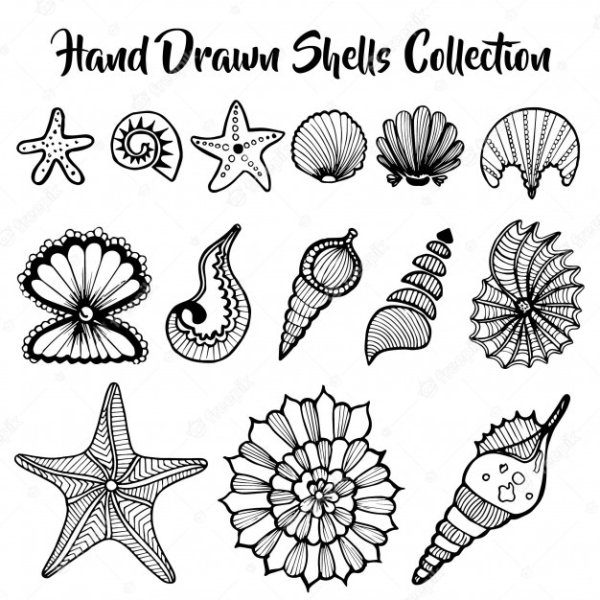 Силуэт морских ракушек