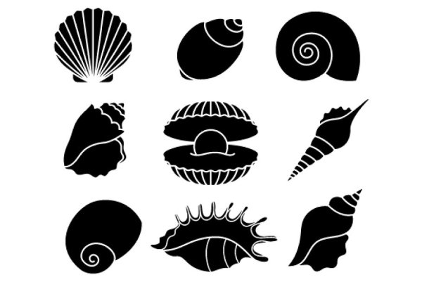 Морские звезды ракушки на прозрачном фоне