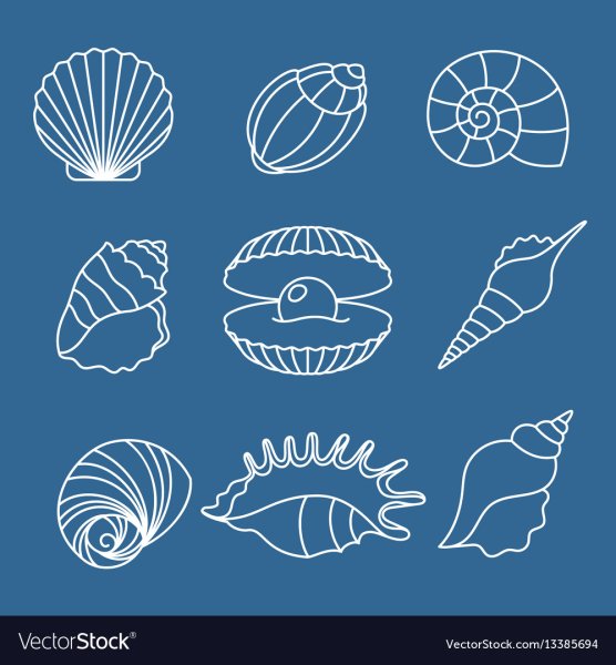 Морская раковина контур