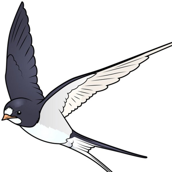 Калдиргоч куш