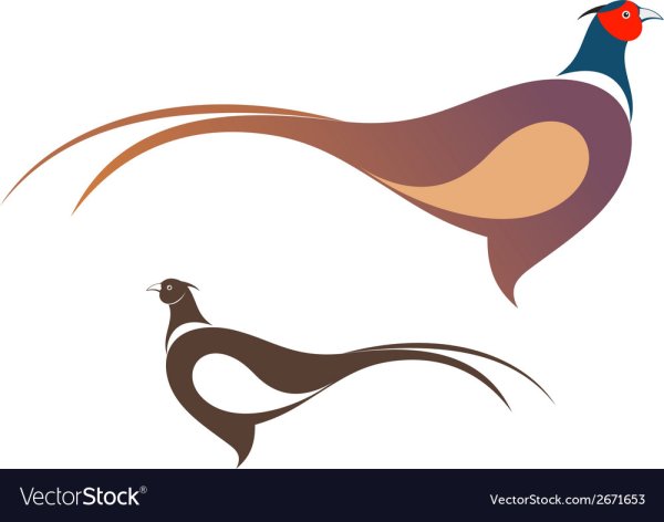 Золотой фазан силуэт вектор