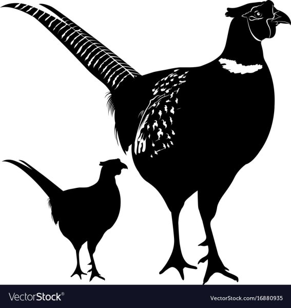 Фазан вектор силуэт