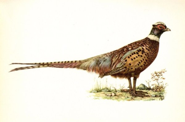 Векторные изображения фазан