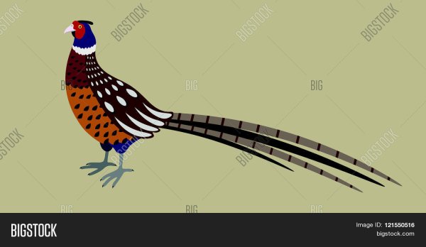 Фазан анфас вектор