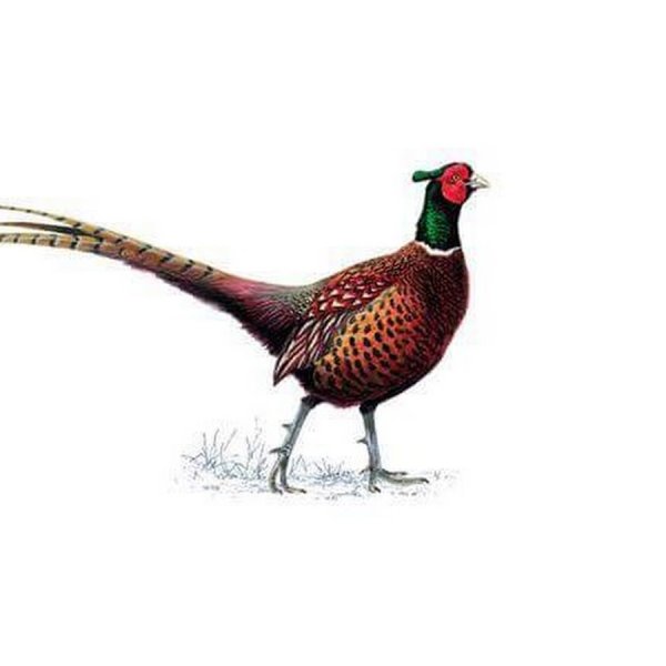 Цесарка на белом фоне