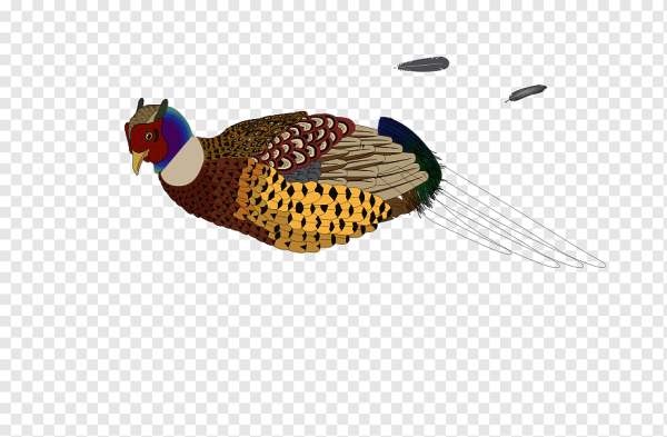 Фазан вектор