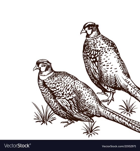 Фазан чёрно-белый вид