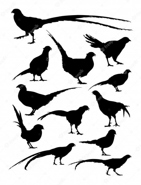 Фазан силуэт