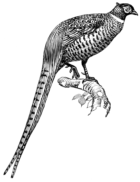 Фазан раскраска